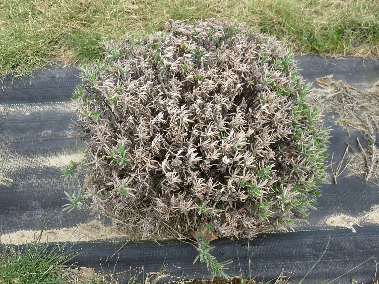 A real photograph of a Spanish lavender plant outdoors with browned, wilted foliage after a frost, showing winter damage concentrated on exposed tips