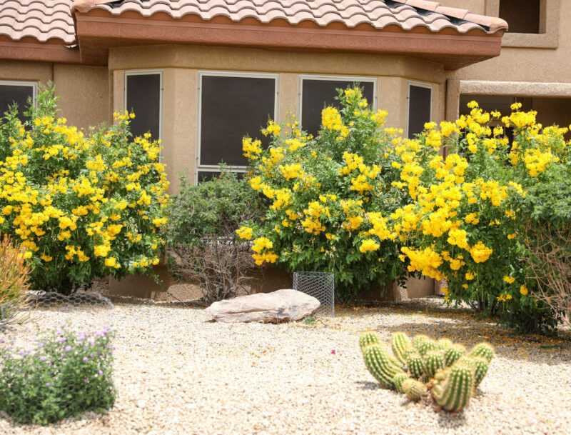 Featured image for Amarillas (Yellow Bells) Care and Growing Tips