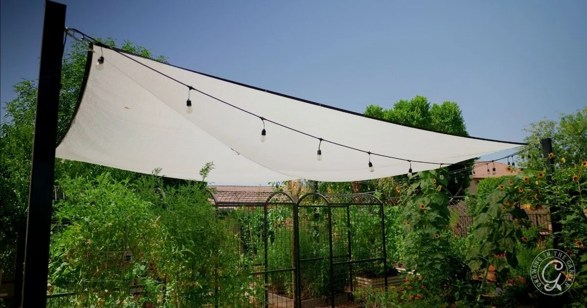 A real photograph of a backyard garden bed with young tomato plants under a suspended shade cloth on hoops, soft filtered light and healthy green leaves