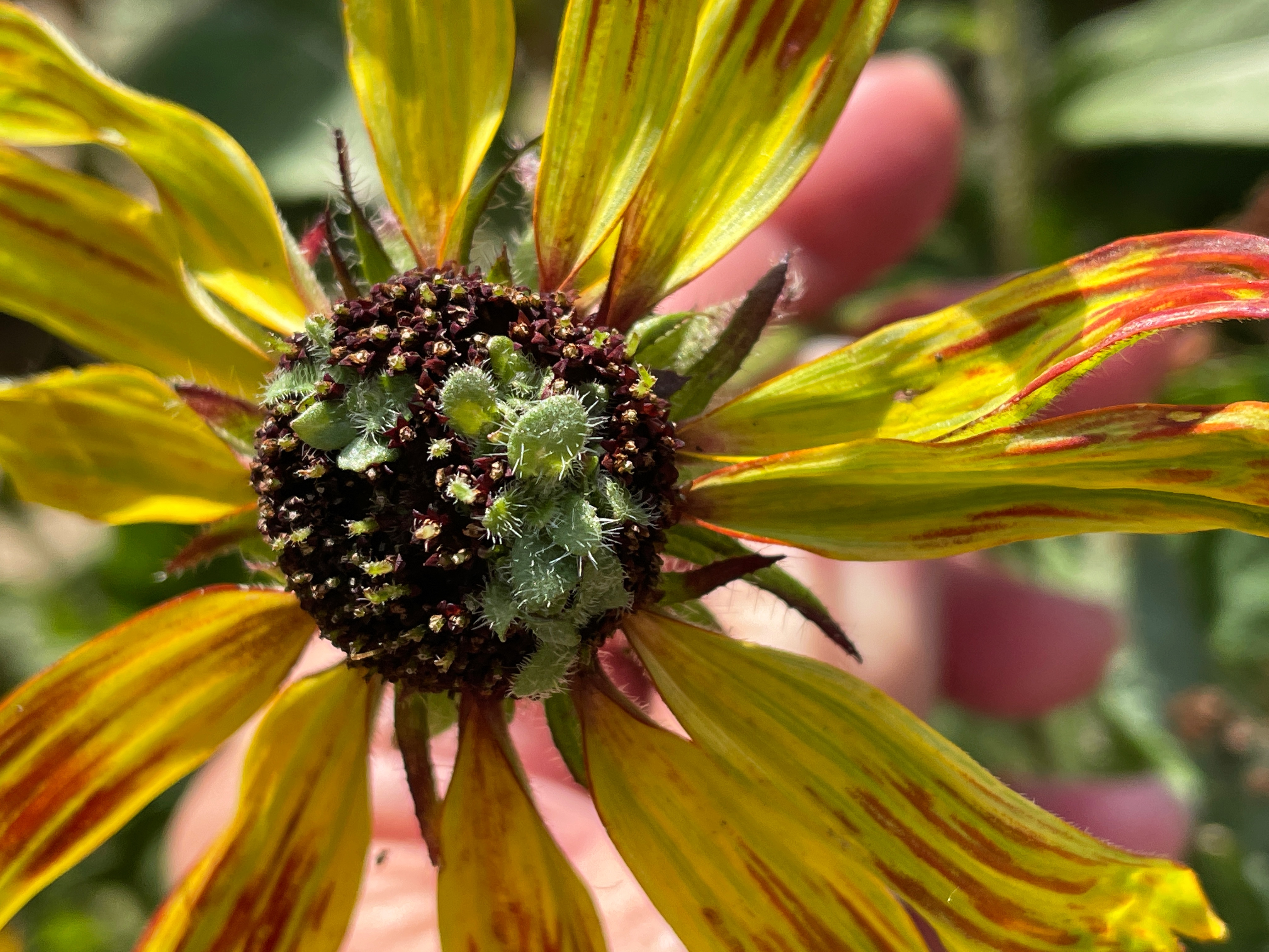 A real photograph of a black-eyed Susan bloom showing distorted green petal-like growth and an unusually shaped flower head in a garden setting