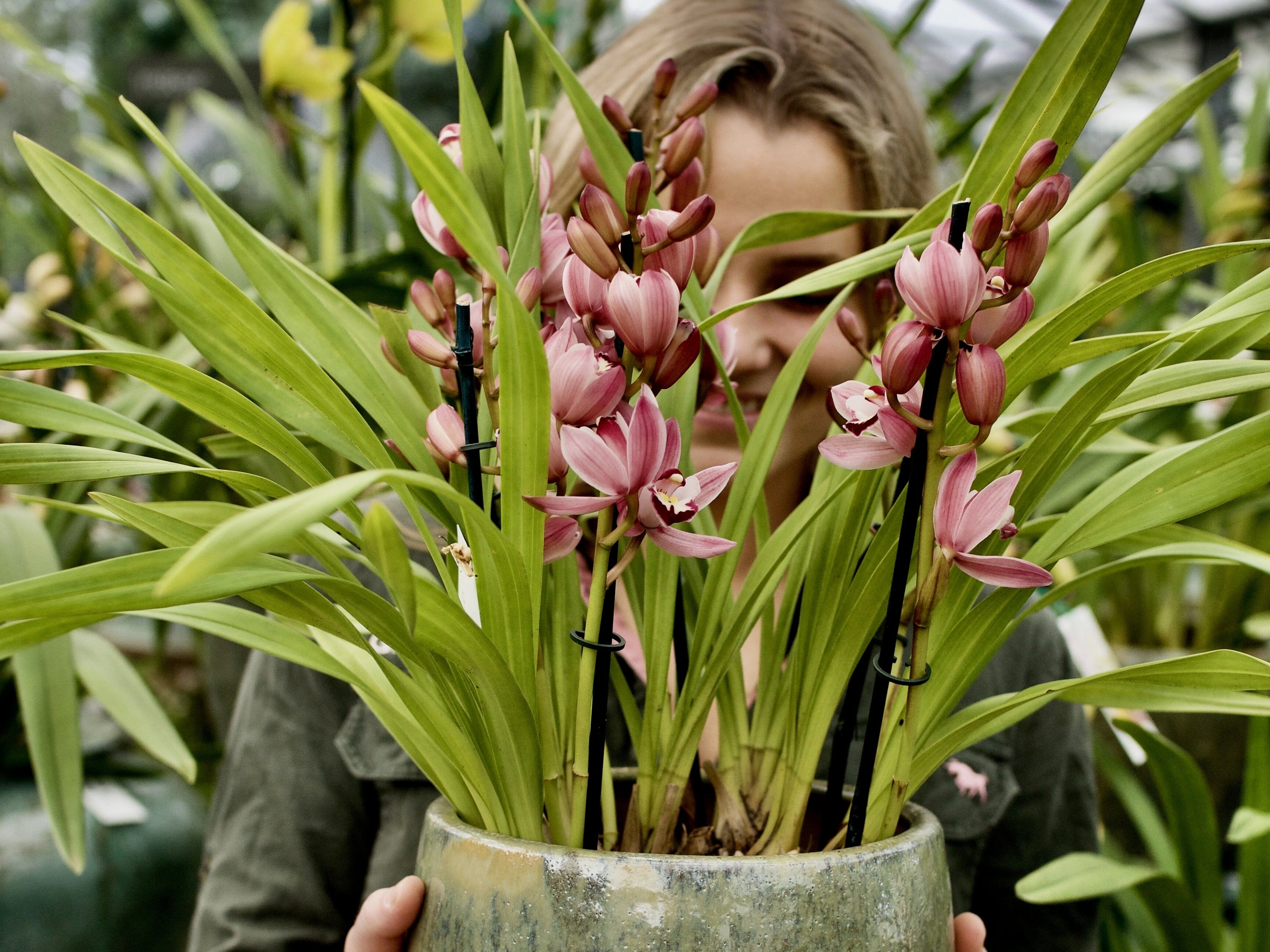 Featured image for Cymbidium Orchid Care for Beginners