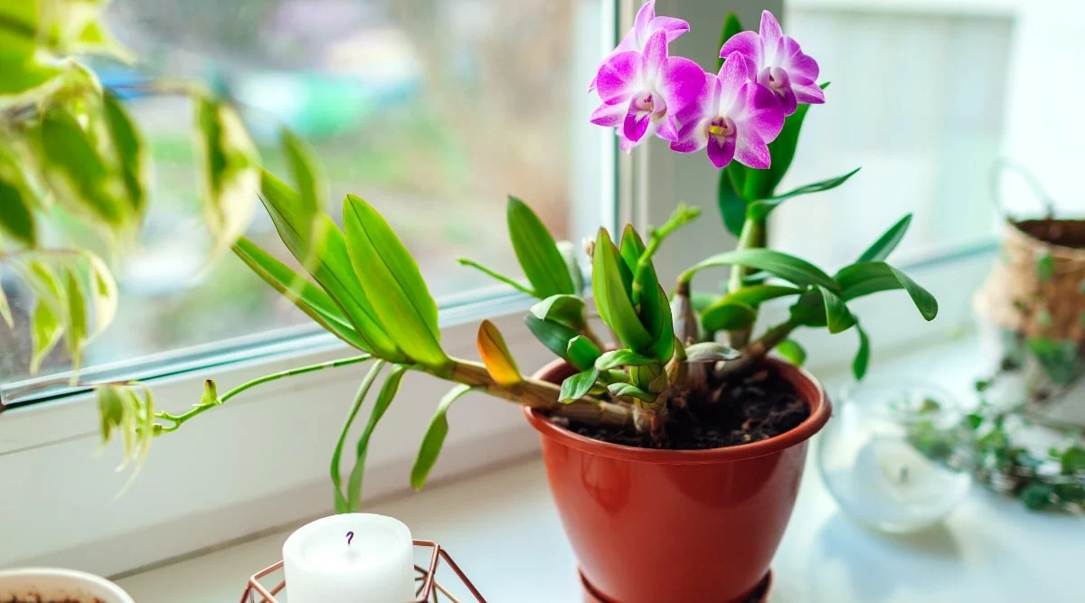 Featured image for Dendrobium Orchid Care for Beginners
