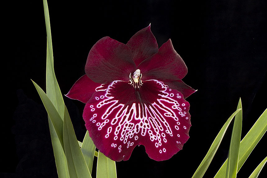 Featured image for Miltonia and Miltoniopsis Orchid Care