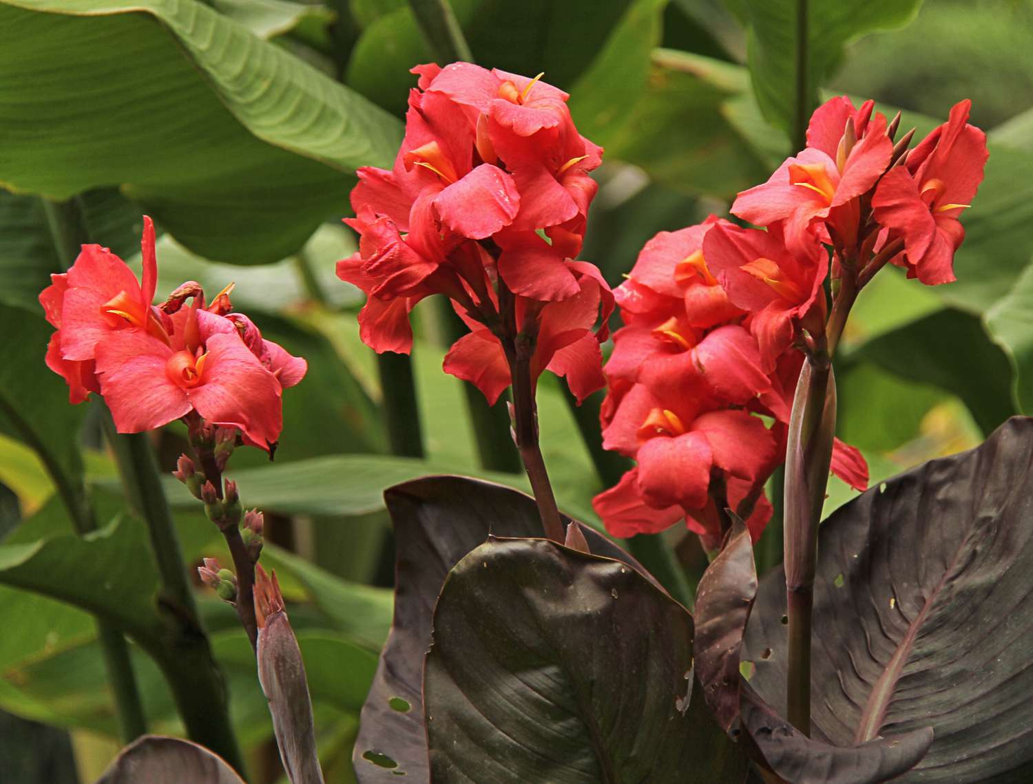 Featured image for Canna Lily Care