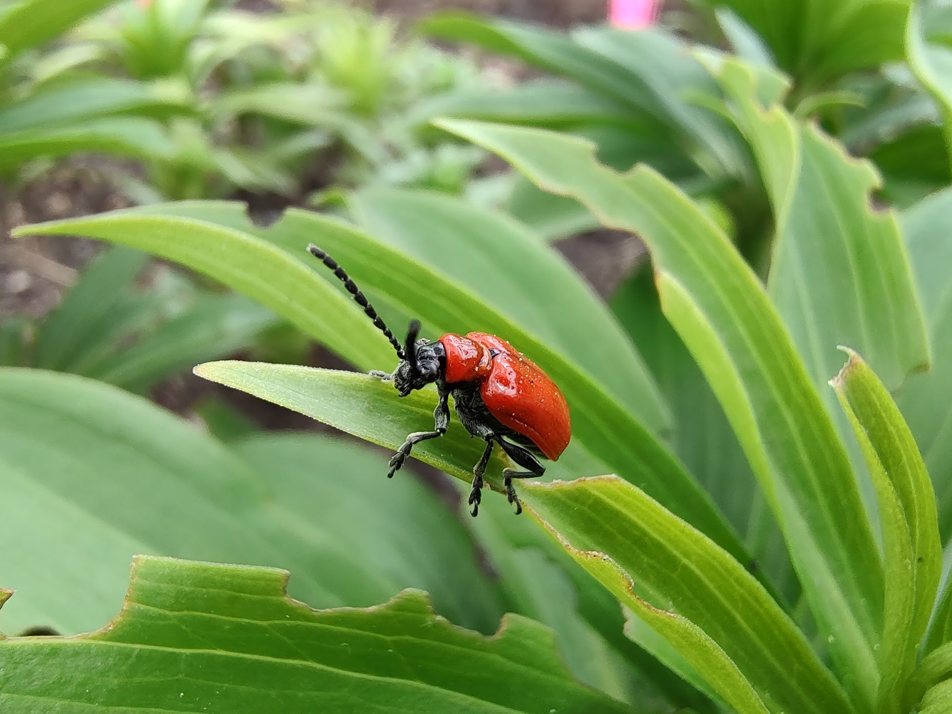 A real photograph of a bright red lily leaf beetle sitting on a green lily leaf outdoors in natural light