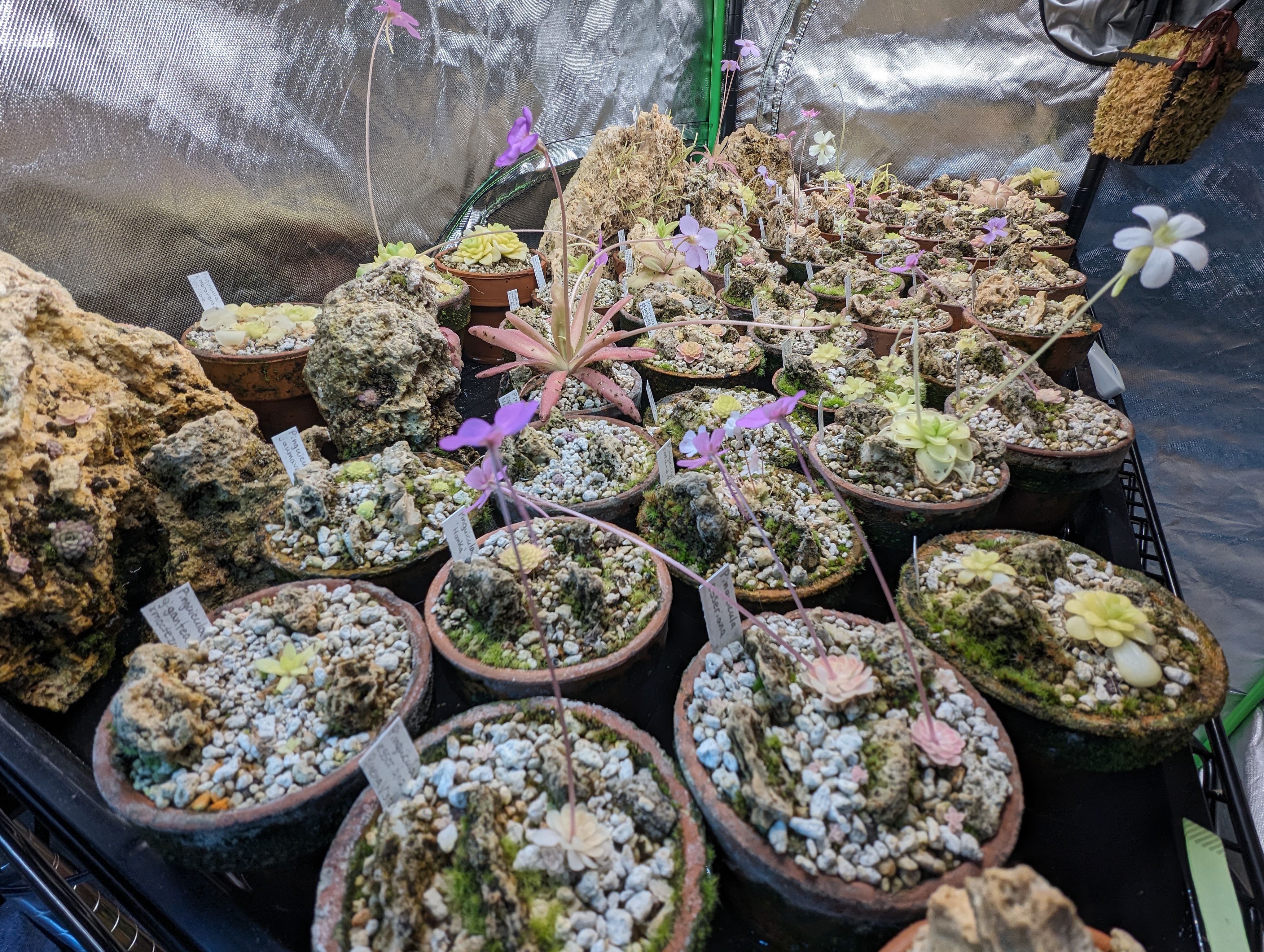 A real photograph of a butterwort growing in a small plastic pot filled with a light-colored perlite and peat mix on a plant shelf