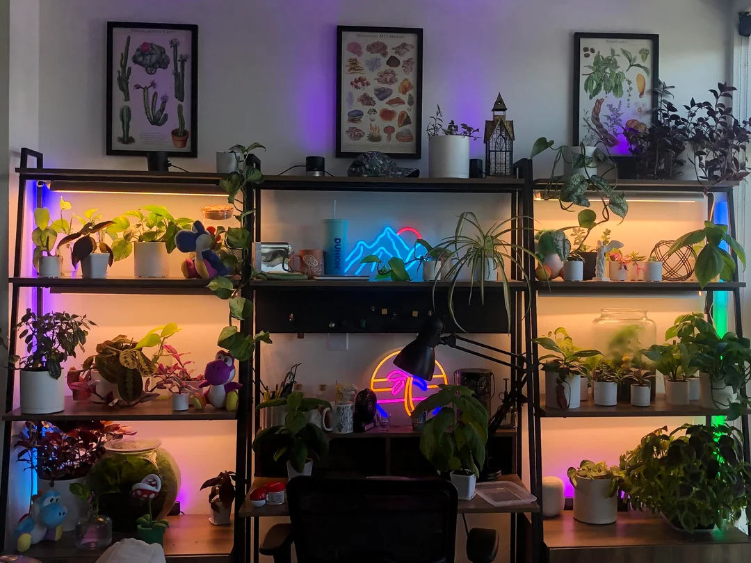 A real photograph of a butterwort in a small pot on an indoor plant shelf under a white grow light, with other small houseplants softly blurred in the background
