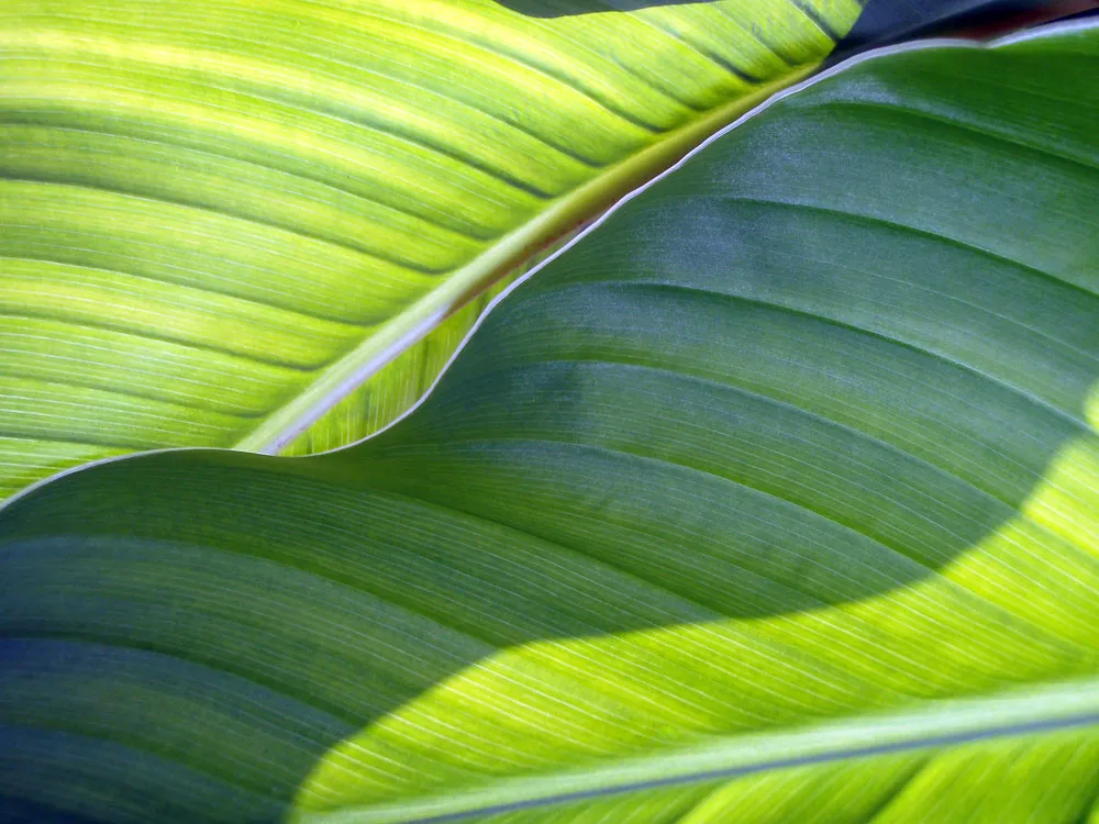 A real photograph of a close-up of large green canna lily leaves with visible ribbing and a glossy surface in bright daylight
