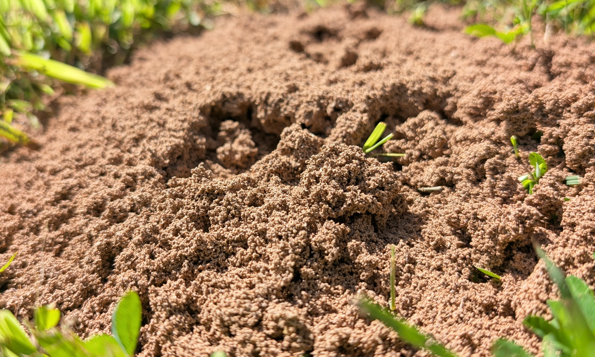 Featured image for How to Get Rid of Fire Ants Naturally