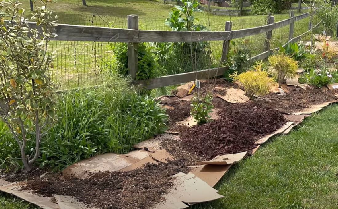 A real photograph of a garden bed being smothered with overlapping cardboard covered by fresh wood chips, with no plants visible in the treated area