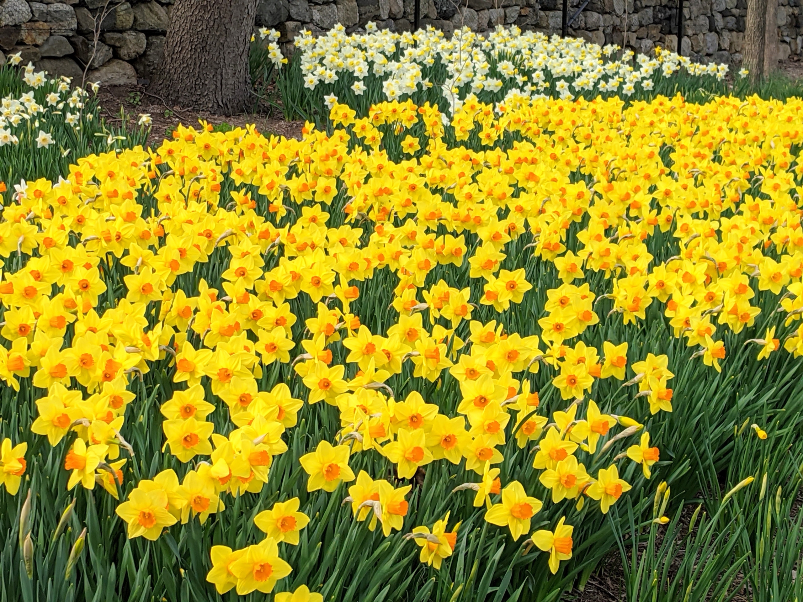 A real photograph of a garden bed edge planted with blooming yellow daffodils along a lawn border, springtime backyard garden in soft daylight