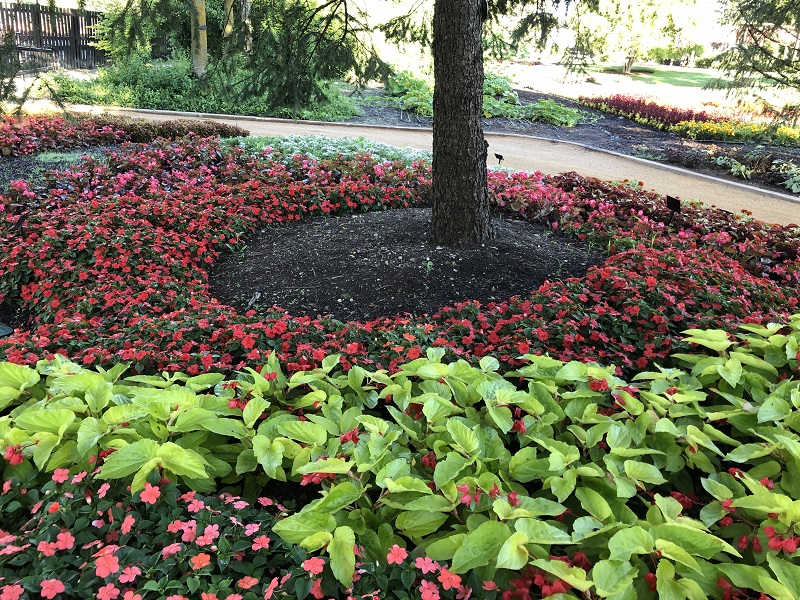 A real photograph of a garden bed planted with impatiens in a neat border under dappled shade from a tree with dark, moist soil
