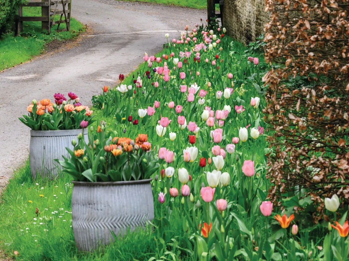 A real photograph of a garden fork lifting a clump of tulip bulbs from dry soil after the foliage has yellowed, with bulbs and papery skins visible