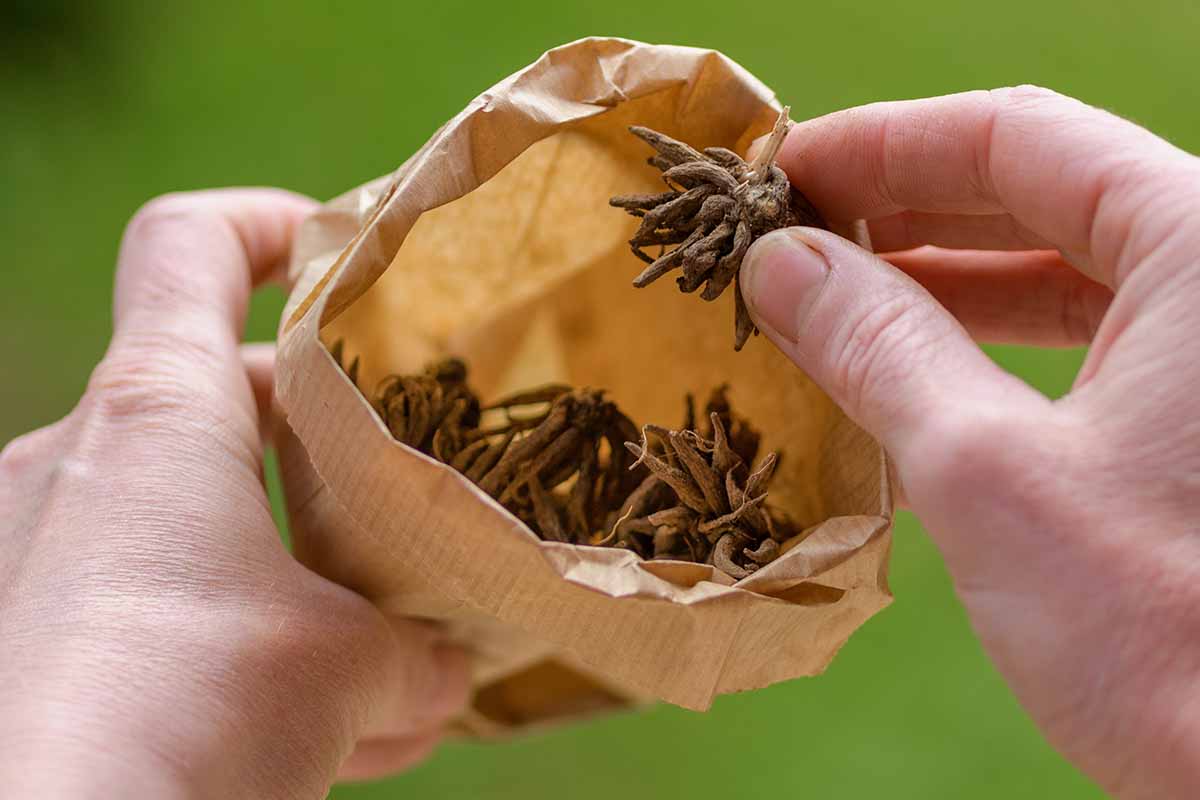 A real photograph of a gardener holding a single ranunculus corm in their palm, showing the dry brown corm with multiple claw-like tips