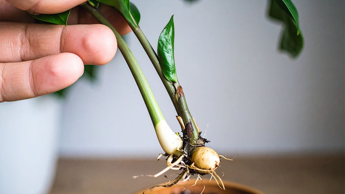 A real photograph of a gardener holding a small root ball with tiny ZZ plant rhizomes visible in the soil during a careful repotting