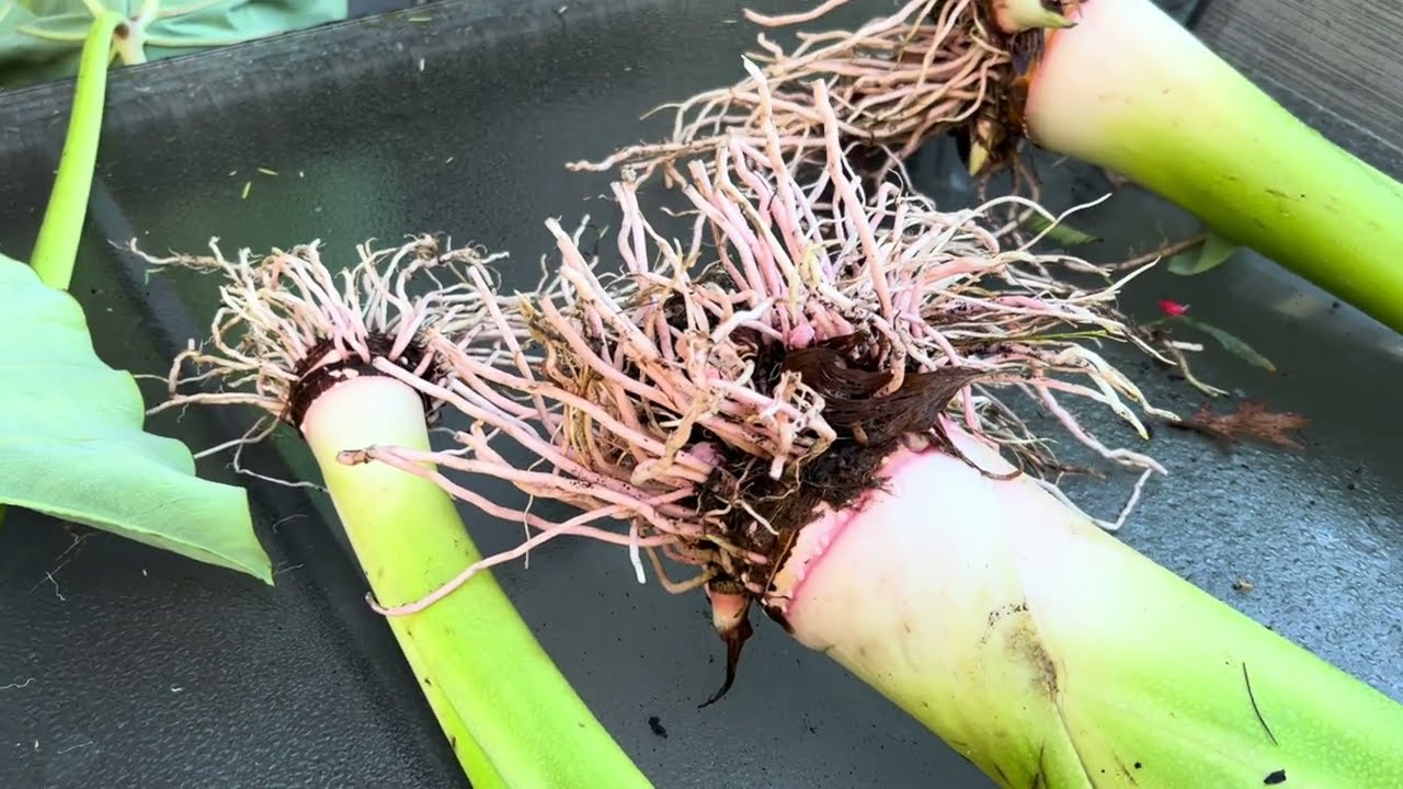 A real photograph of a gardener lifting an elephant ear tuber clump from garden soil with a spade on an autumn day