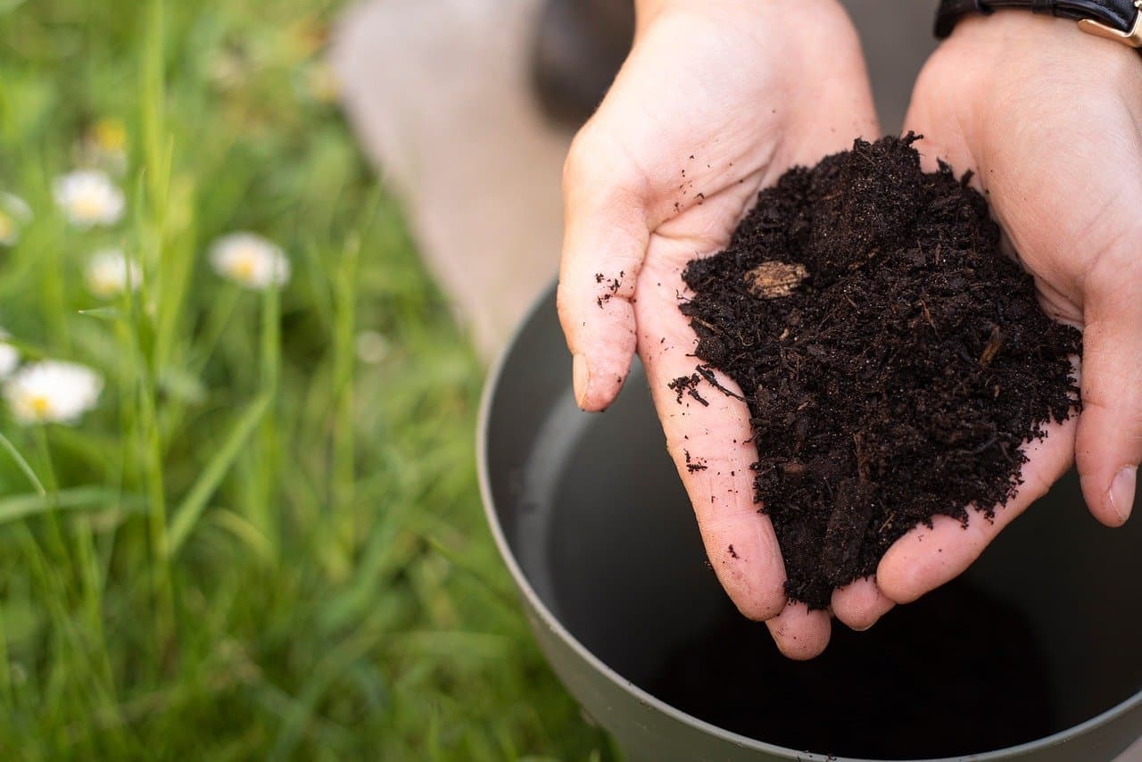 A real photograph of a gardener sprinkling finished compost around the base of an outdoor elephant ear plant in a garden bed
