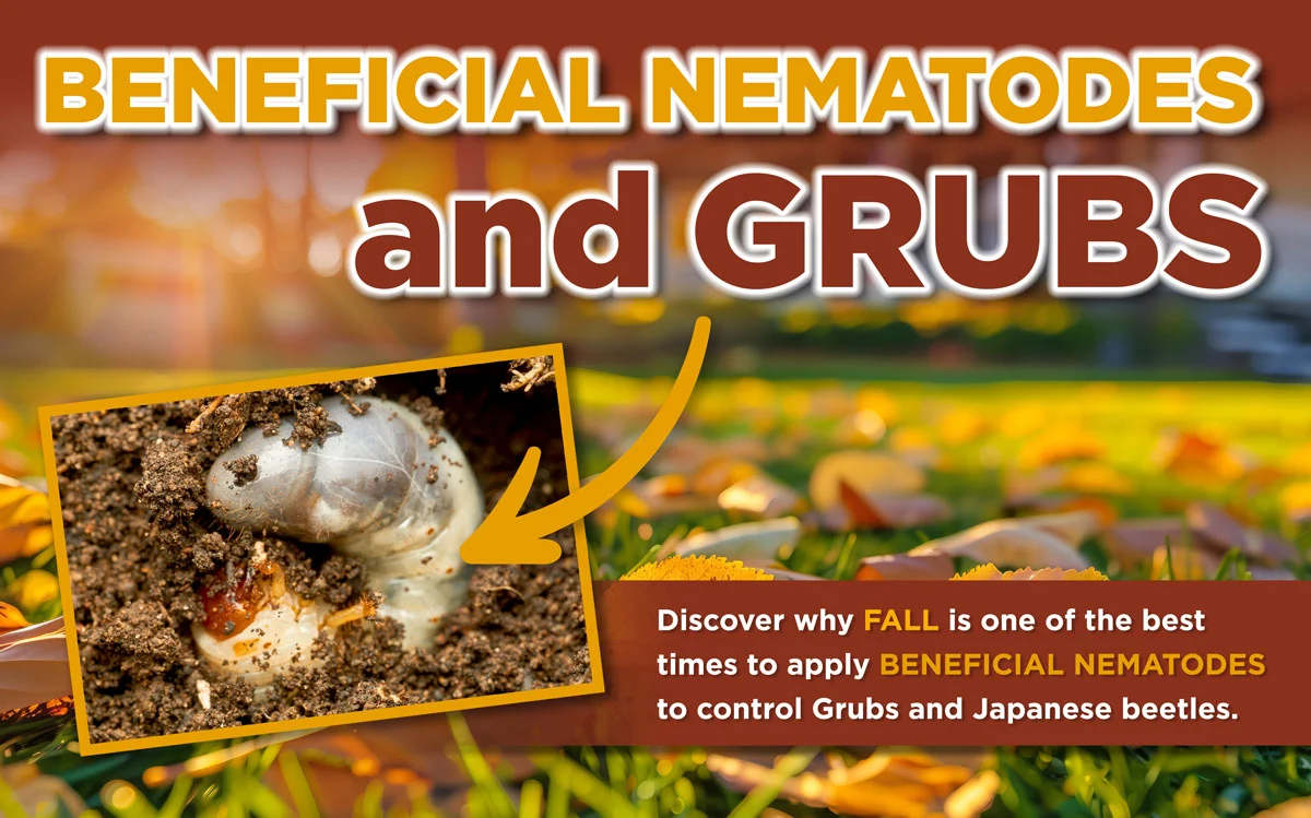 A real photograph of a gardener using a hose-end sprayer to apply beneficial nematodes to a shaded patch of lawn near shrubs, natural outdoor photography style