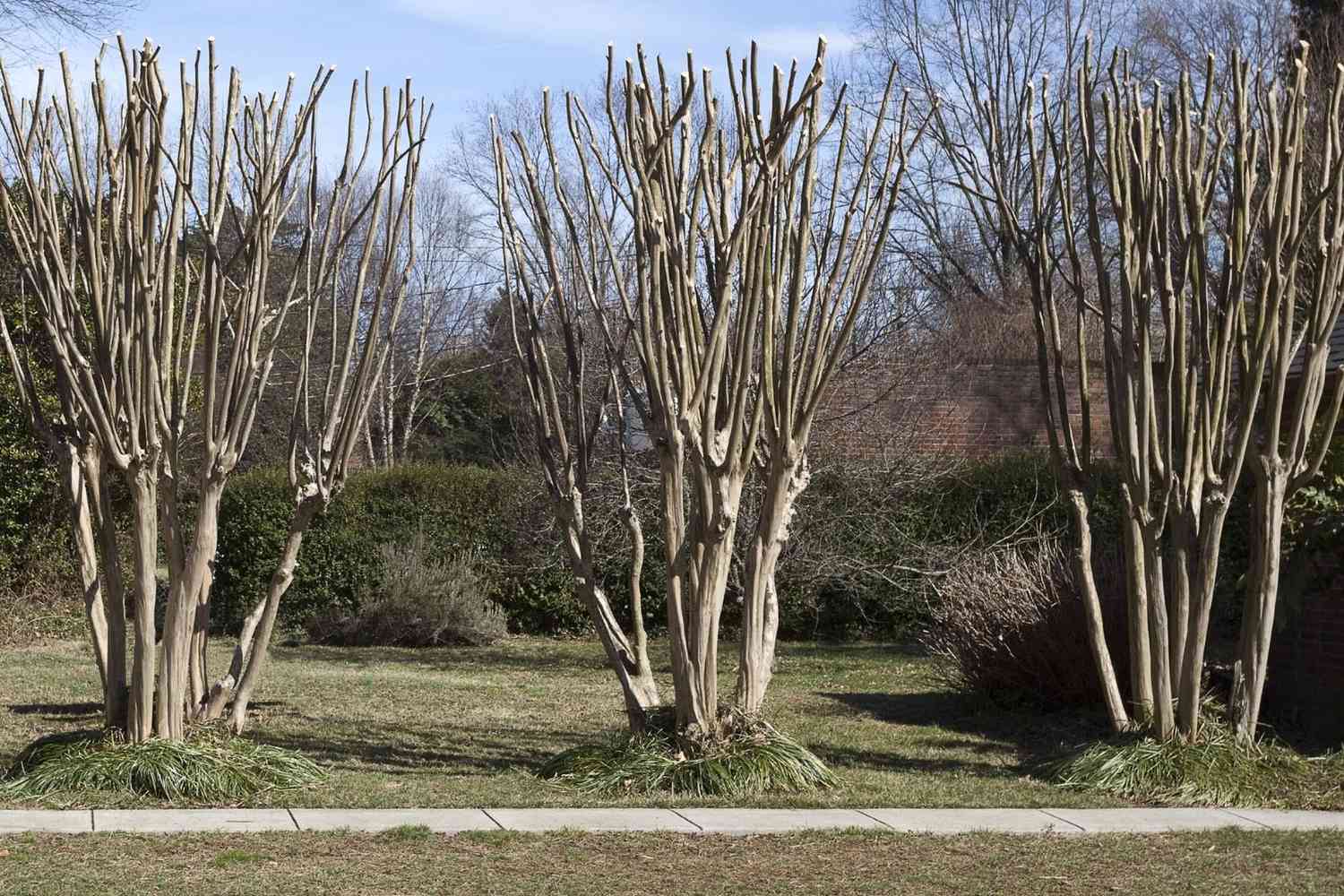 A real photograph of a gardener using clean hand pruners to remove small branches from a crepe myrtle on a clear late winter day in a backyard