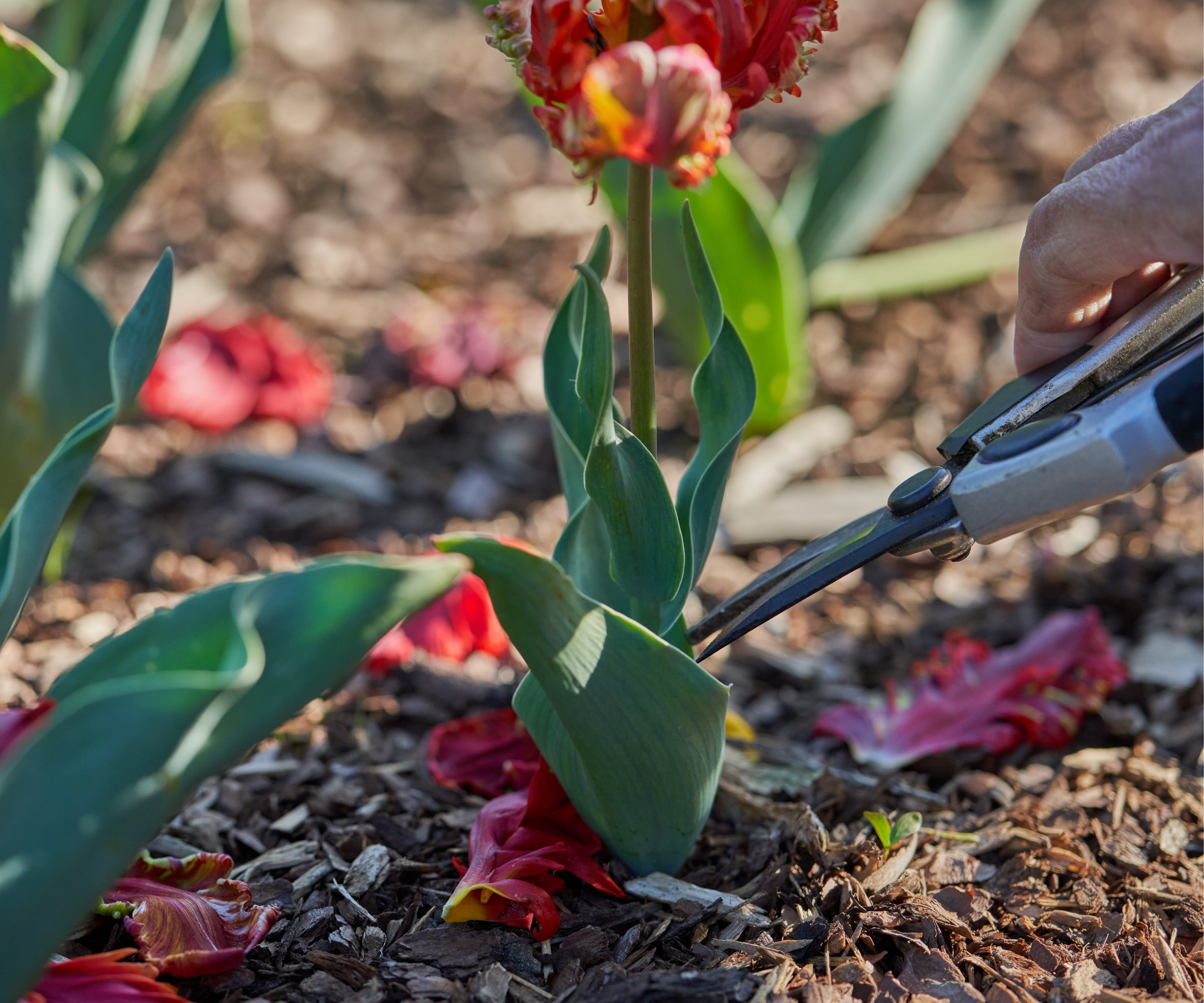 A real photograph of a gardener's hand using clean pruners to snip a spent tulip flower head while leaving the green tulip leaves intact