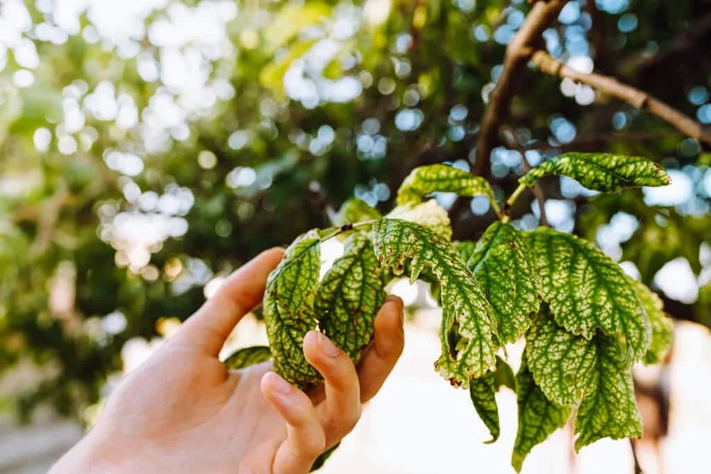 A real photograph of a gardener’s hands gently lifting an outdoor shrub branch and inspecting the underside of leaves for scale insects in natural daylight