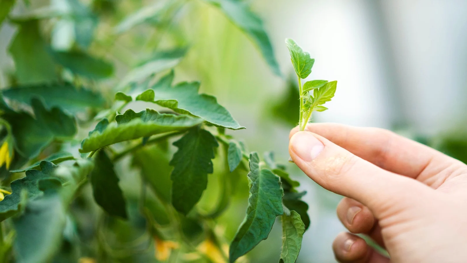 A real photograph of a gardener's hands gently pinching back the growing tips of impatiens in a container on a shaded patio