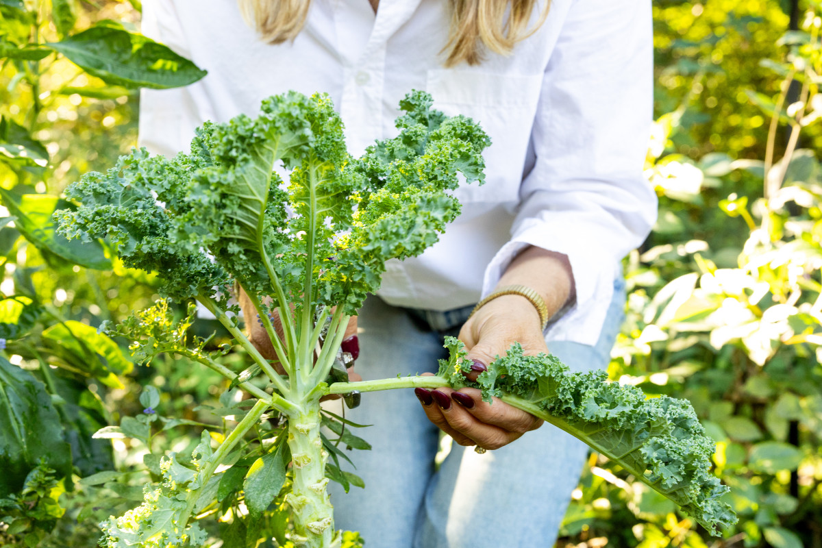 A real photograph of a gardener's hands harvesting the outer leaves of a kale plant while leaving the center growth intact