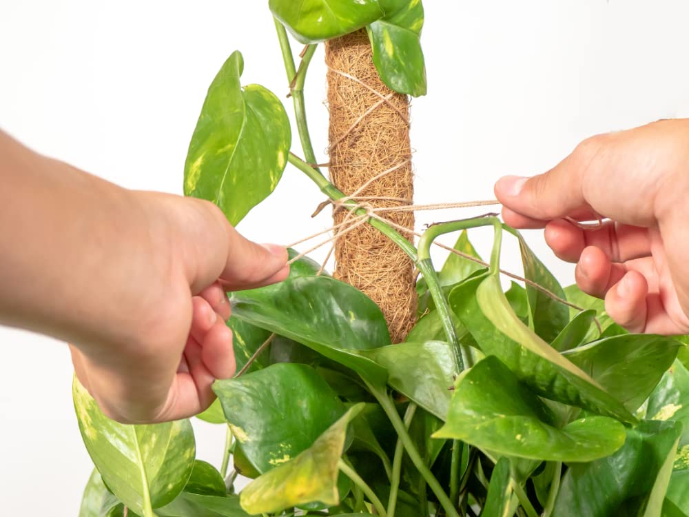 A real photograph of a golden pothos vine trained upward on a brown coco coir pole in a terracotta pot inside a bright room
