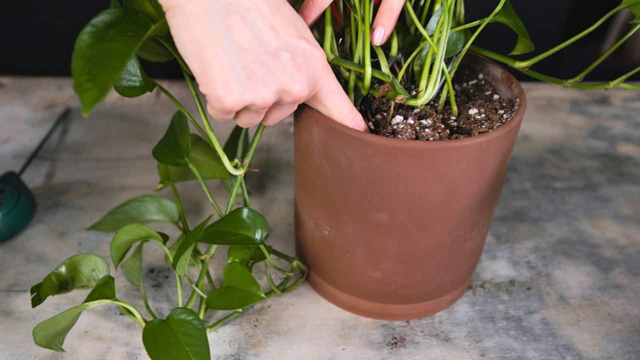 A real photograph of a hand gently pressing a fingertip into the soil of a pothos in a nursery pot to check moisture, indoor houseplant setting with natural light