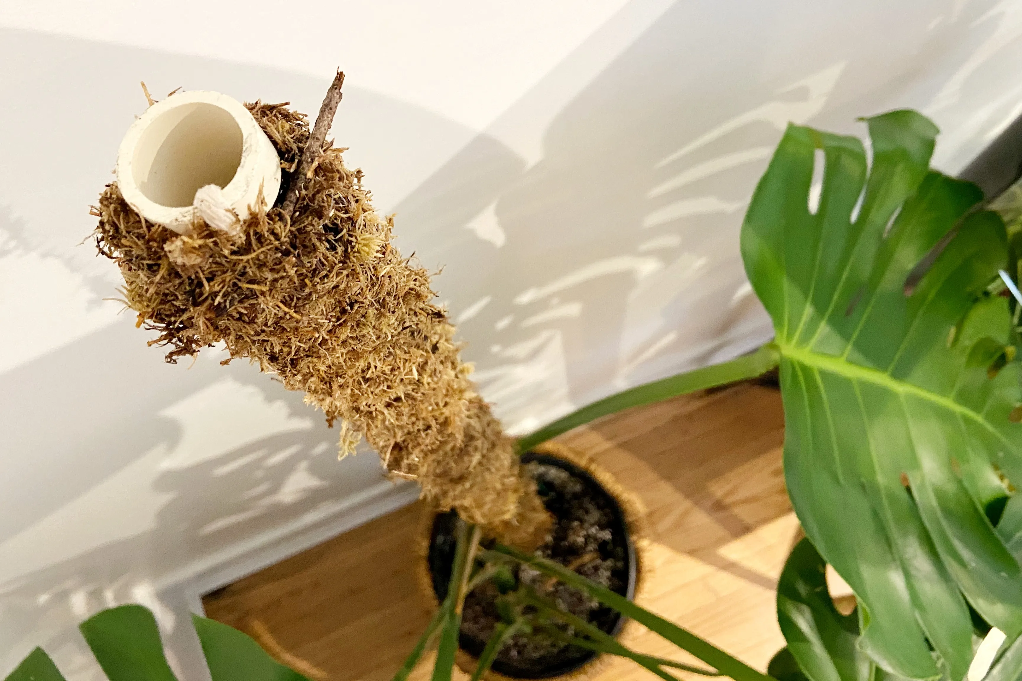 Featured image for How to Make and Use a Moss Pole