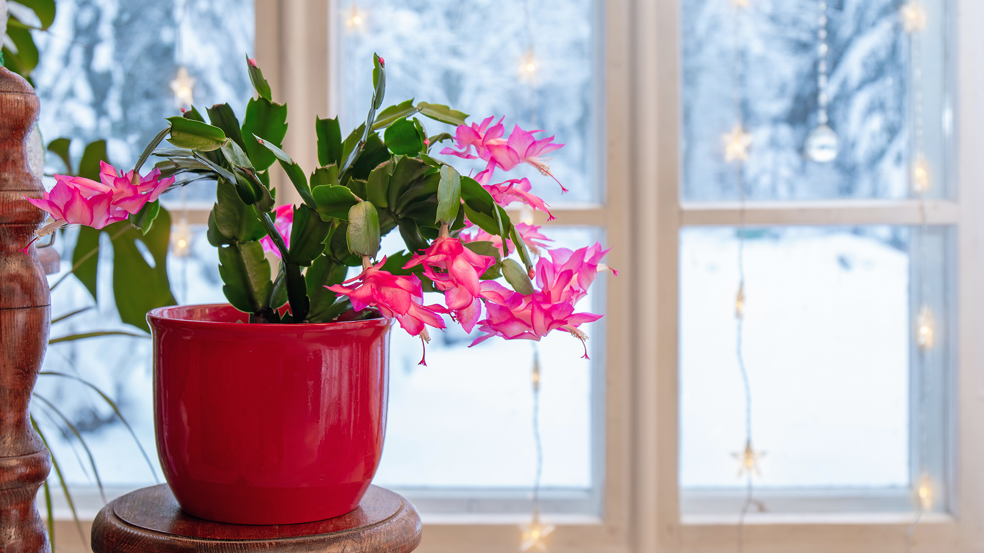 A real photograph of a healthy holiday cactus houseplant with arching segmented stems sitting on a windowsill in soft winter daylight