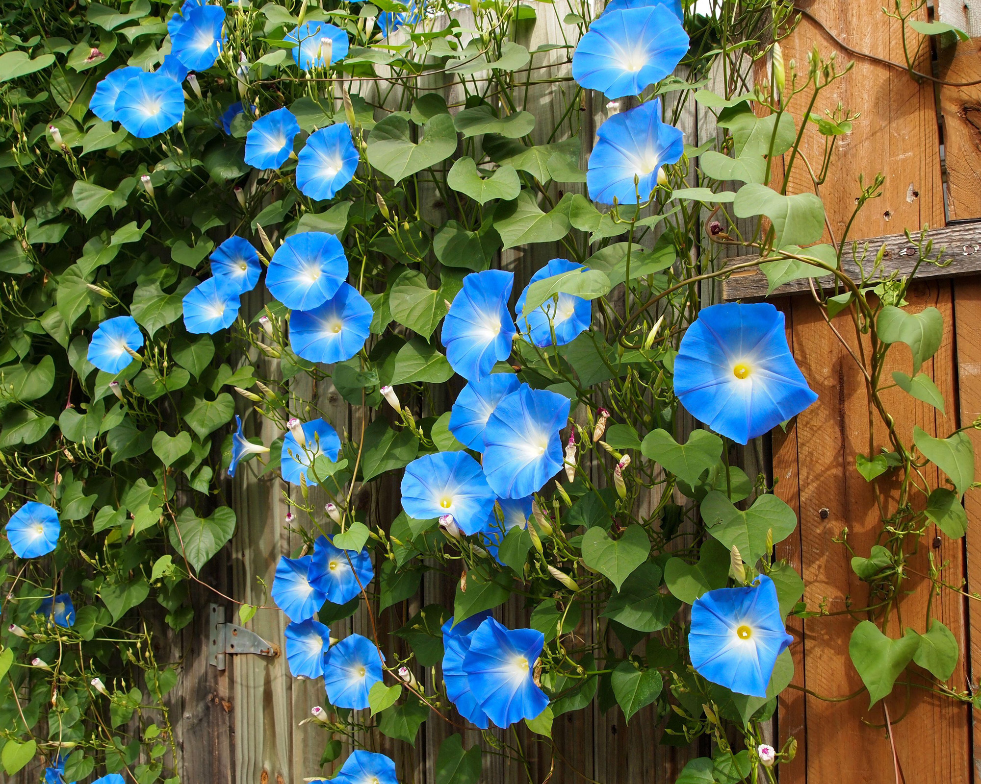 Featured image for Morning Glory Care