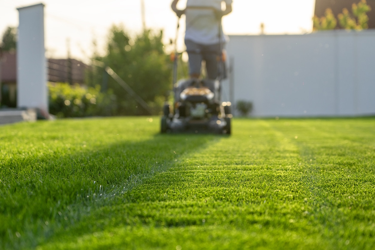 A real photograph of a lawn mower cutting a lush lawn at a higher mowing height, with thick turfgrass blades visible