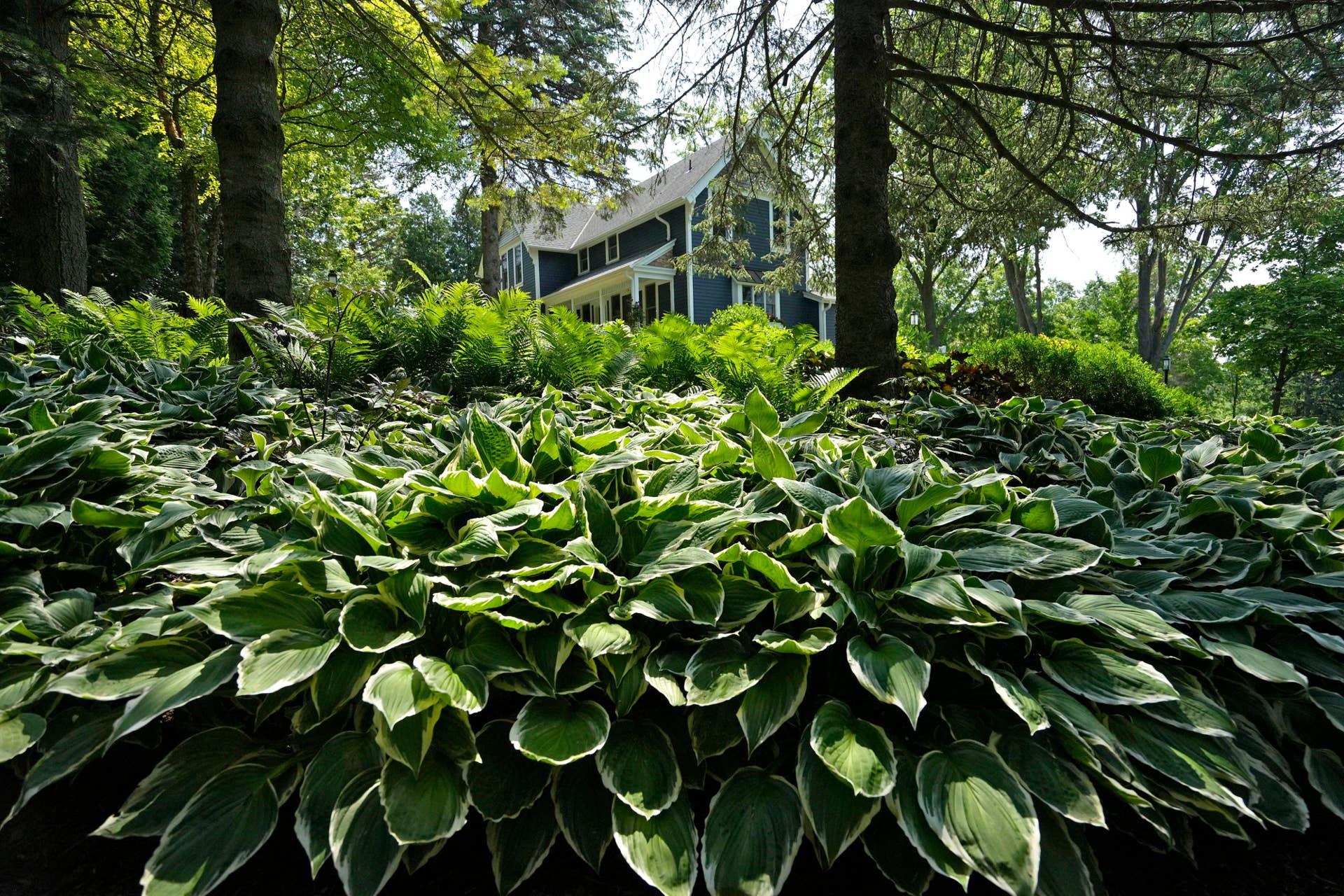A real photograph of a lush border of mature hostas lining a shady garden path in early fall, with layered green foliage and soft woodland light