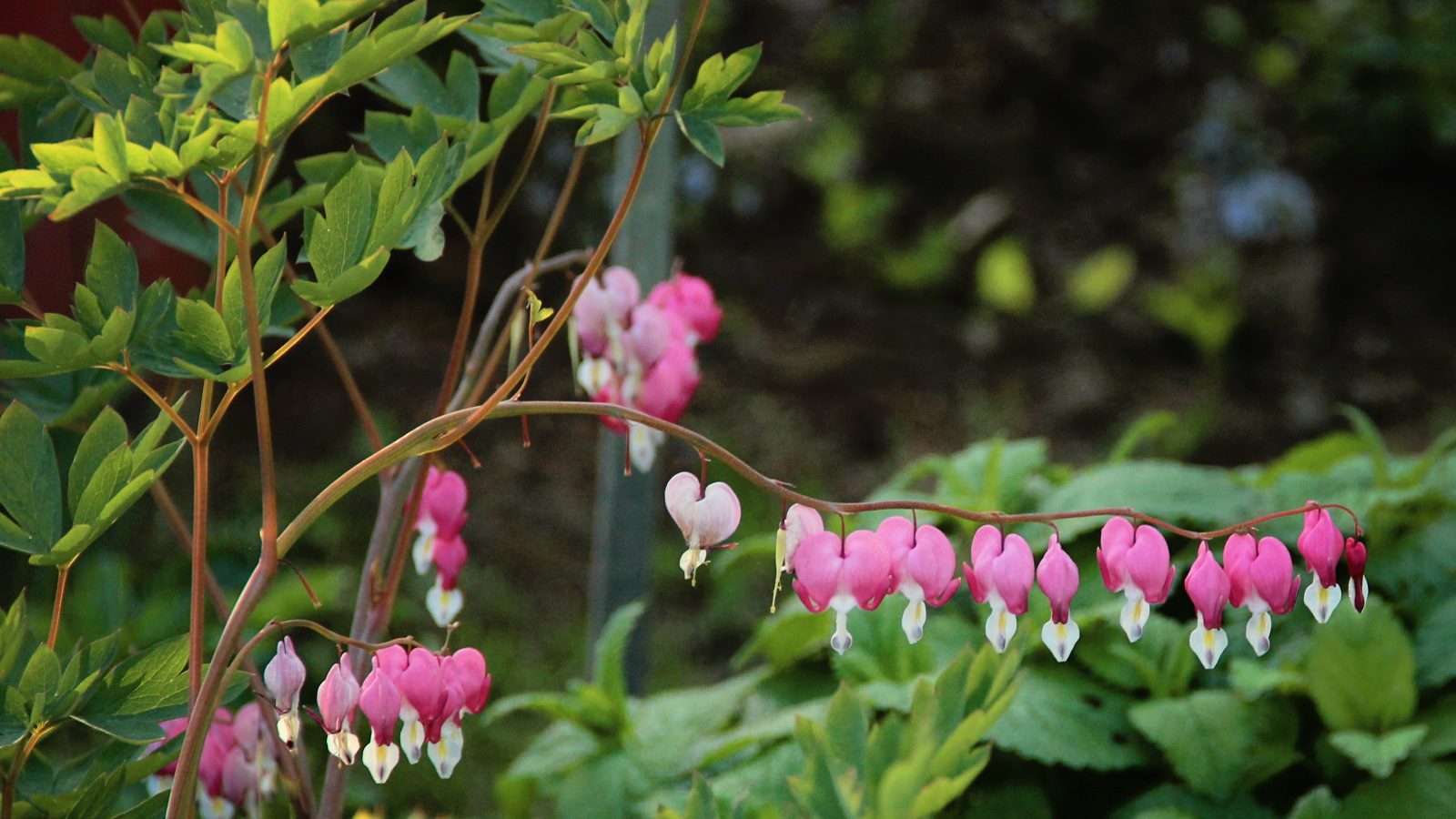 A real photograph of a mature bleeding heart plant with arching stems covered in pink heart-shaped flowers growing in dappled shade under trees
