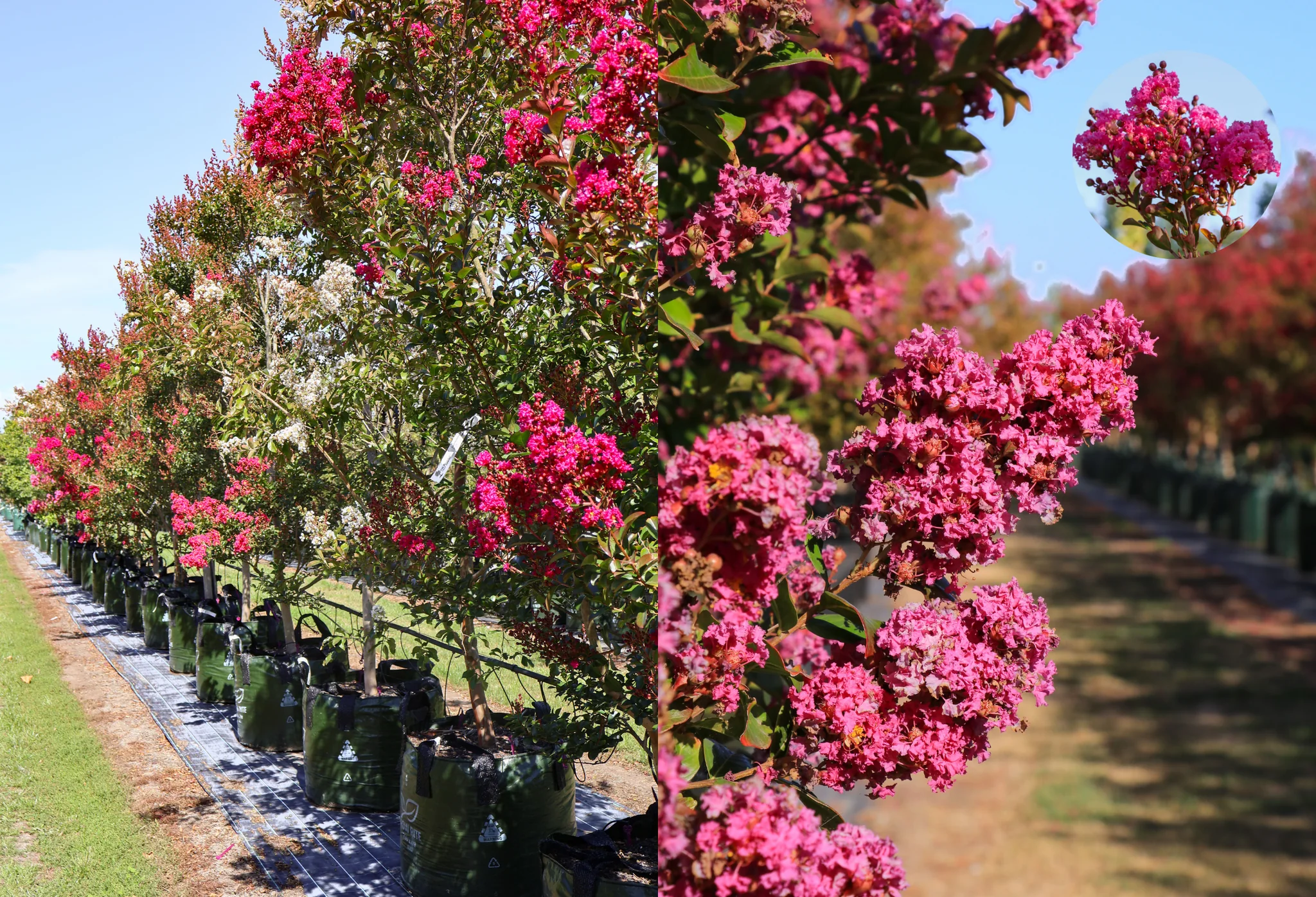 A real photograph of a mature crepe myrtle covered in bright pink flower clusters in a sunny suburban front yard, with peeling tan and cinnamon bark visible on the trunk