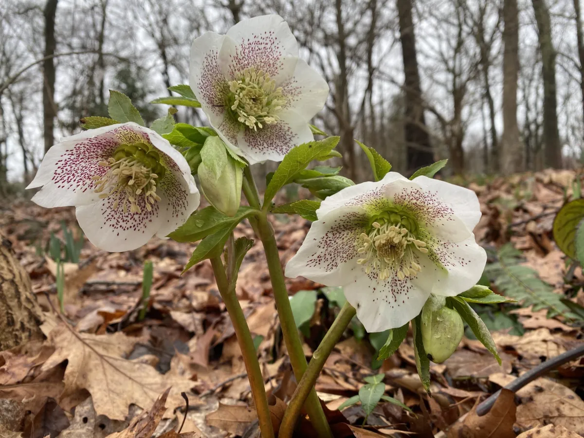 A real photograph of a mature hellebore clump growing in dappled shade beneath a deciduous tree with compost mulch around the base