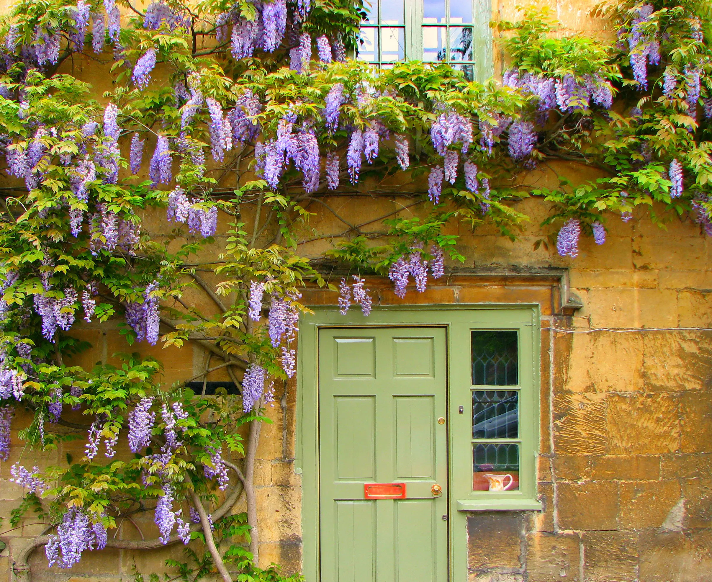 A real photograph of a mature wisteria vine in full purple bloom trained along a sunny house wall, with bright afternoon light and clusters hanging down