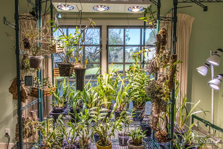 A real photograph of a mounted orchid hanging on a hook near a bright window, with visible healthy roots and a clean, natural cork mount