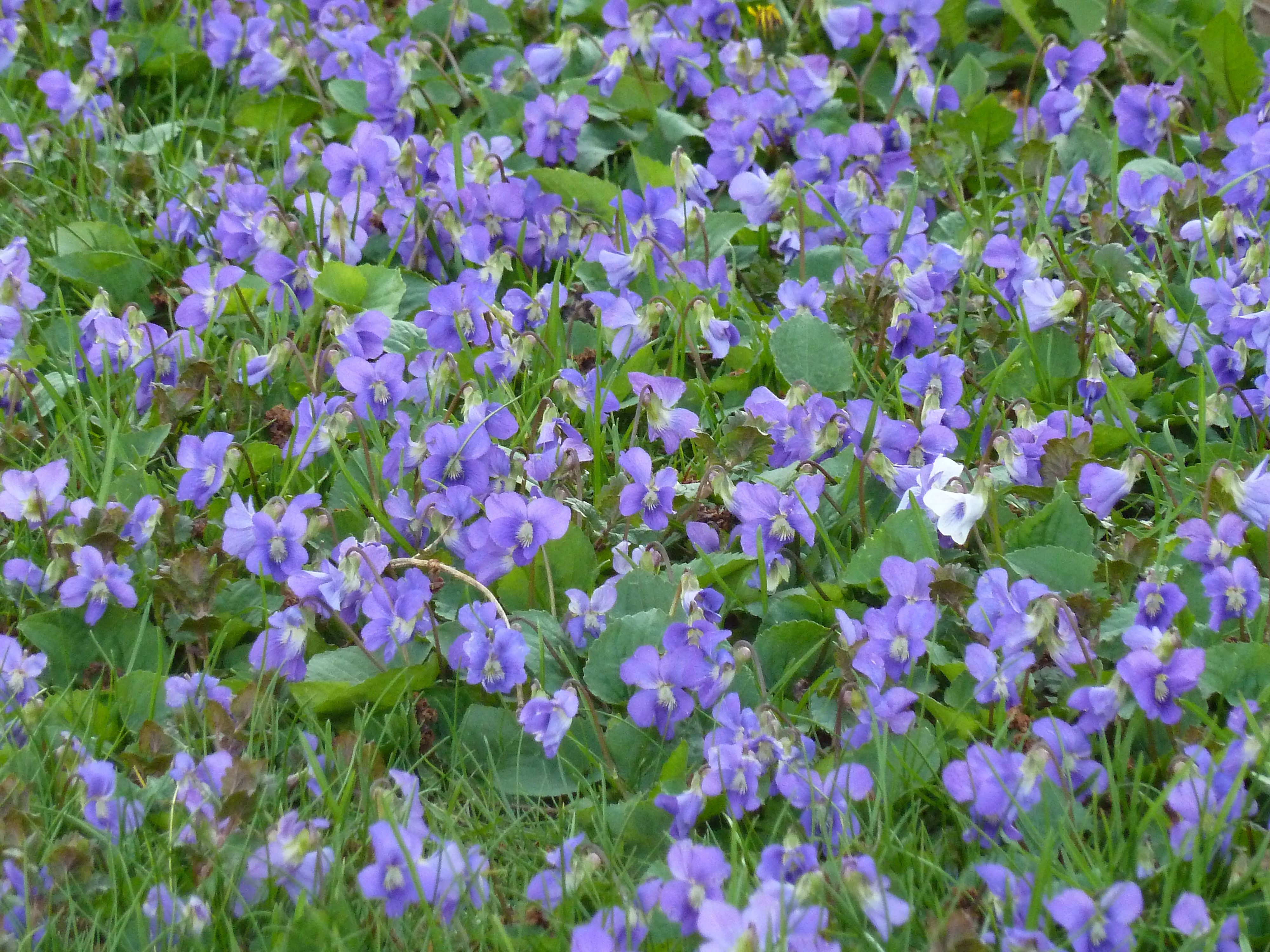 Featured image for Get Rid of Wild Violets Naturally