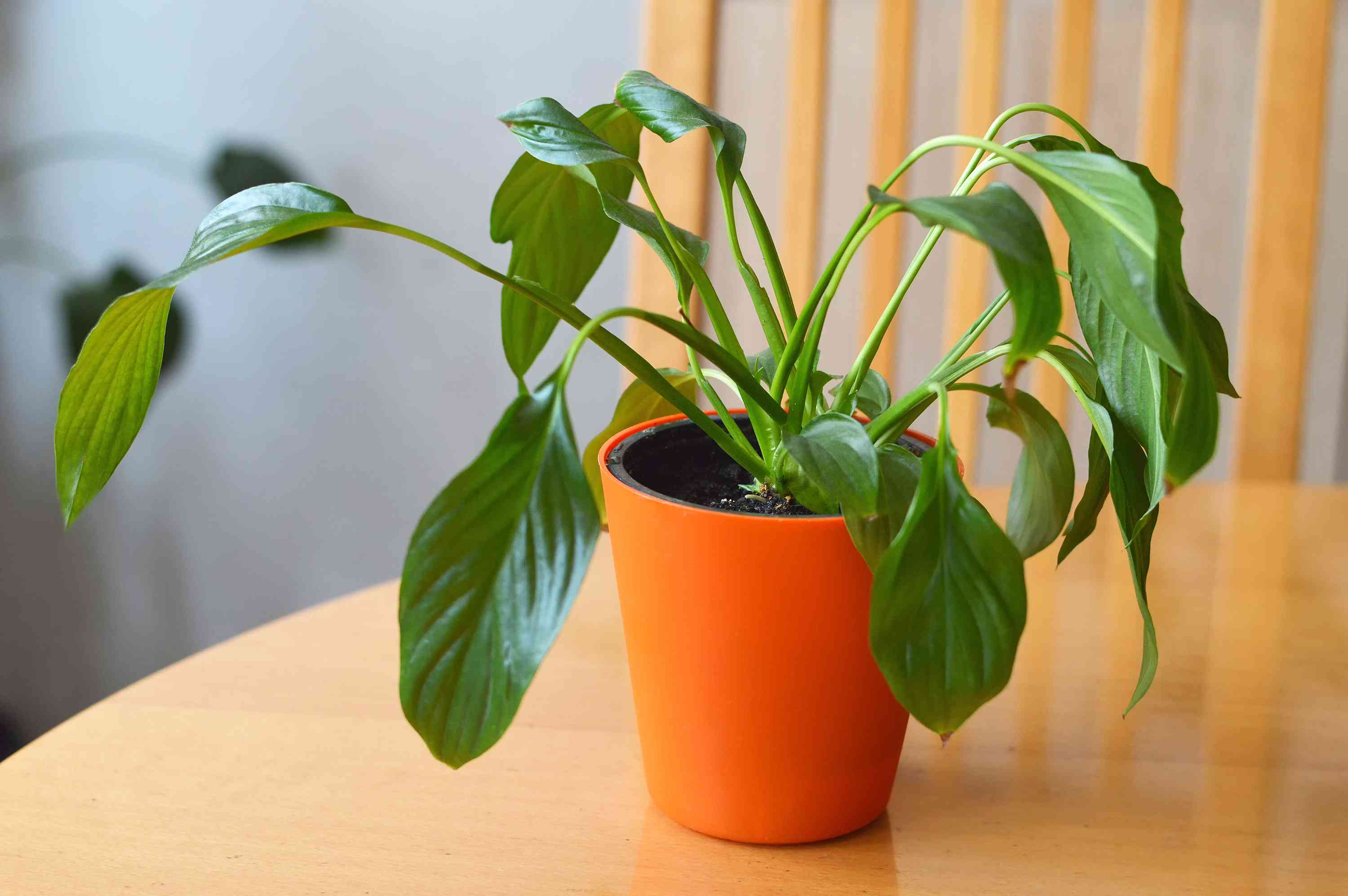 Featured image for Why Is My Peace Lily Drooping?