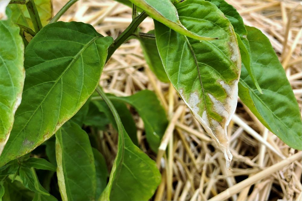 A real photograph of a pepper plant leaf showing a pale bleached patch from sunscald in bright afternoon sunlight