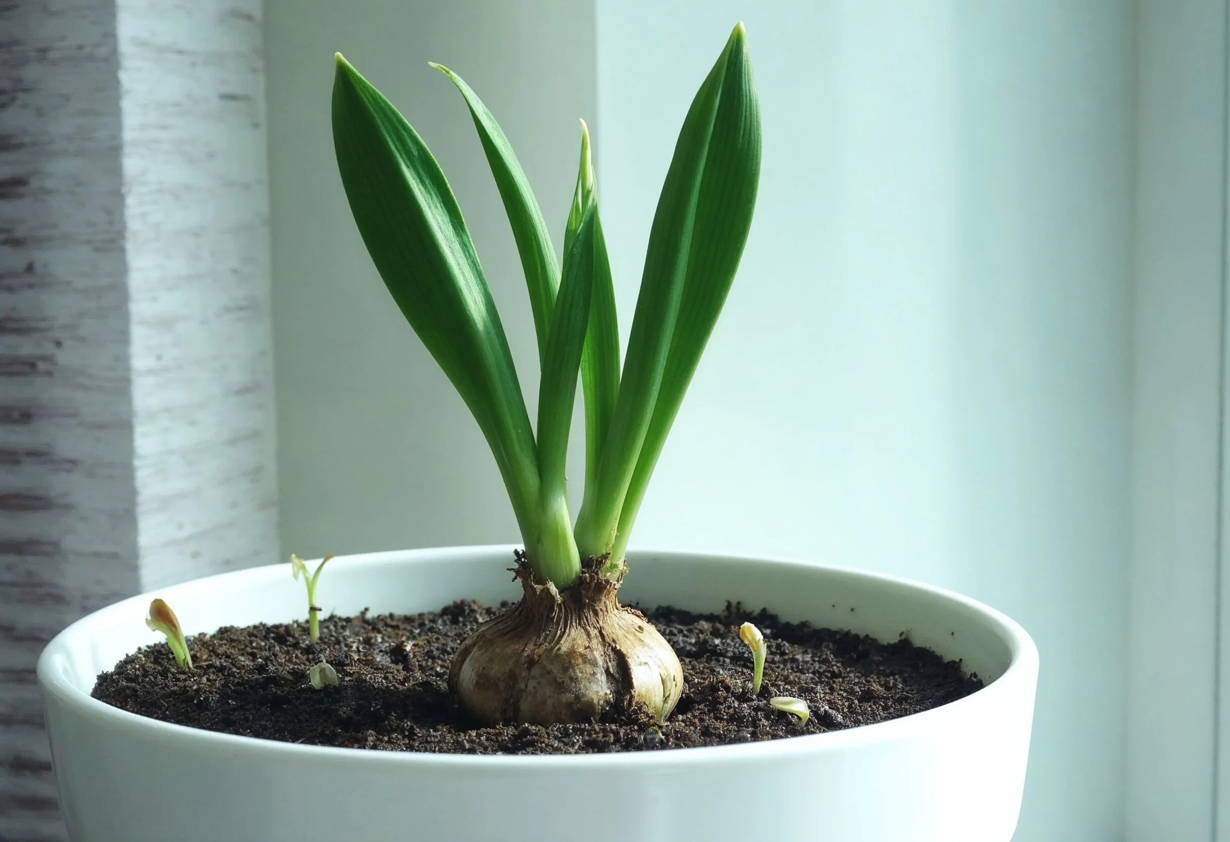 When to Cut Back Amaryllis Leaves (and When to Stop Watering)