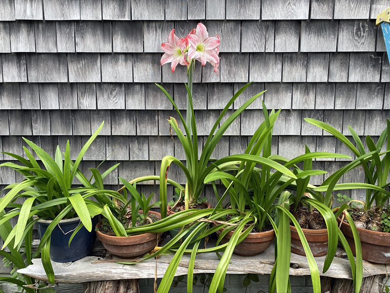 A real photograph of a potted amaryllis with long green leaves sitting on a patio in bright shade with other container plants nearby