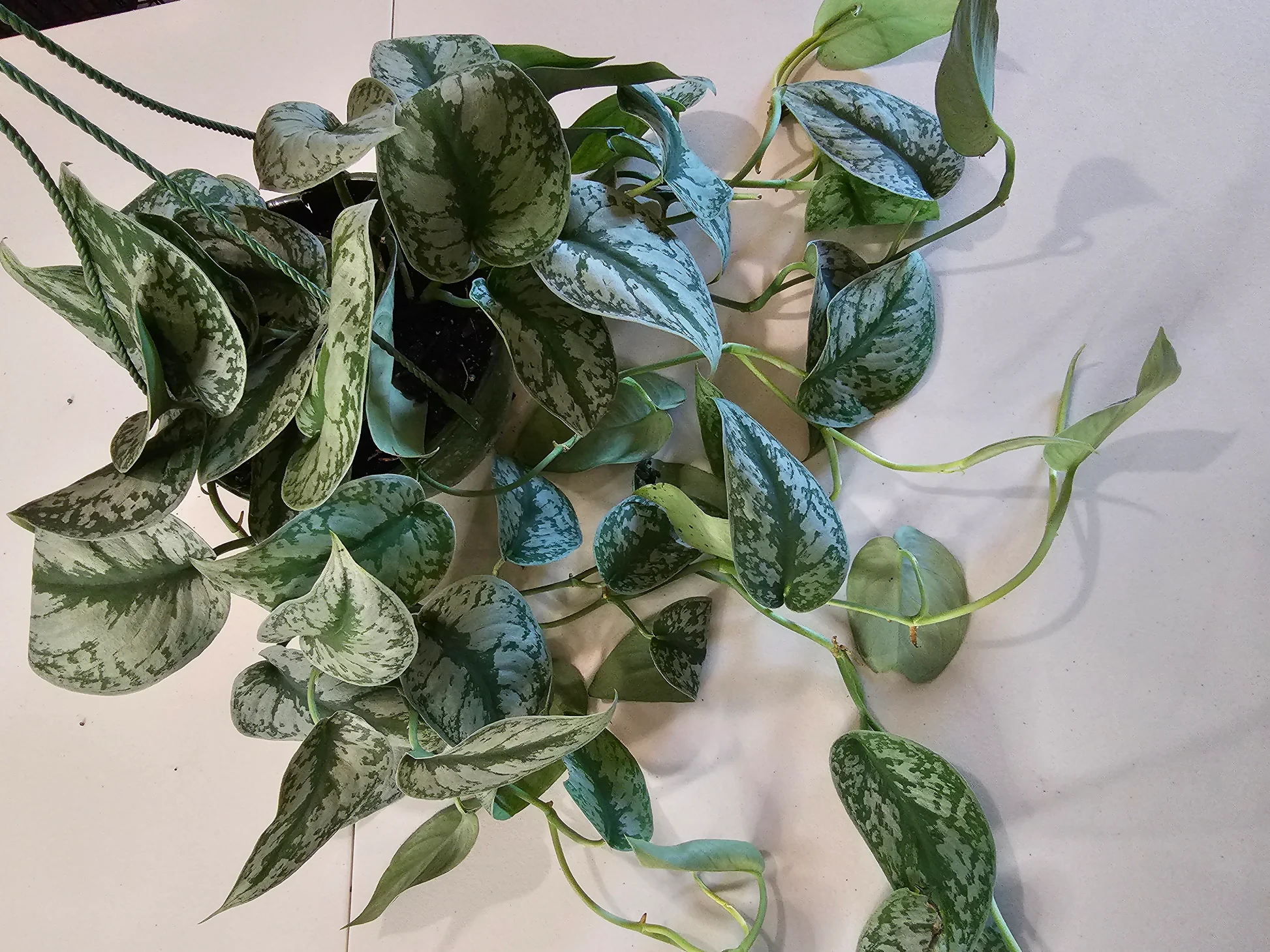 A real photograph of a satin pothos in a hanging pot positioned near a bright window with filtered light, showing trailing vines and speckled leaves