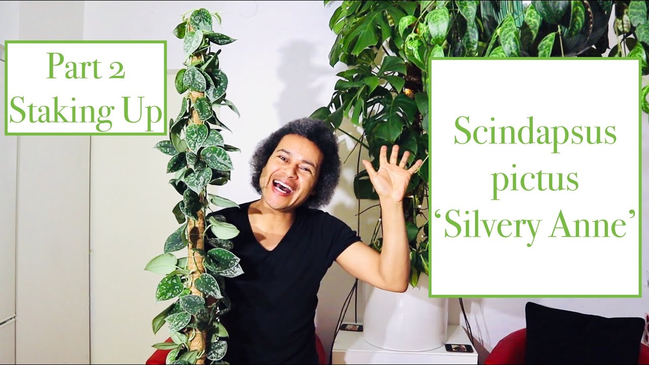 A real photograph of a satin pothos vine attached to a moss pole indoors, showing larger speckled leaves climbing upward