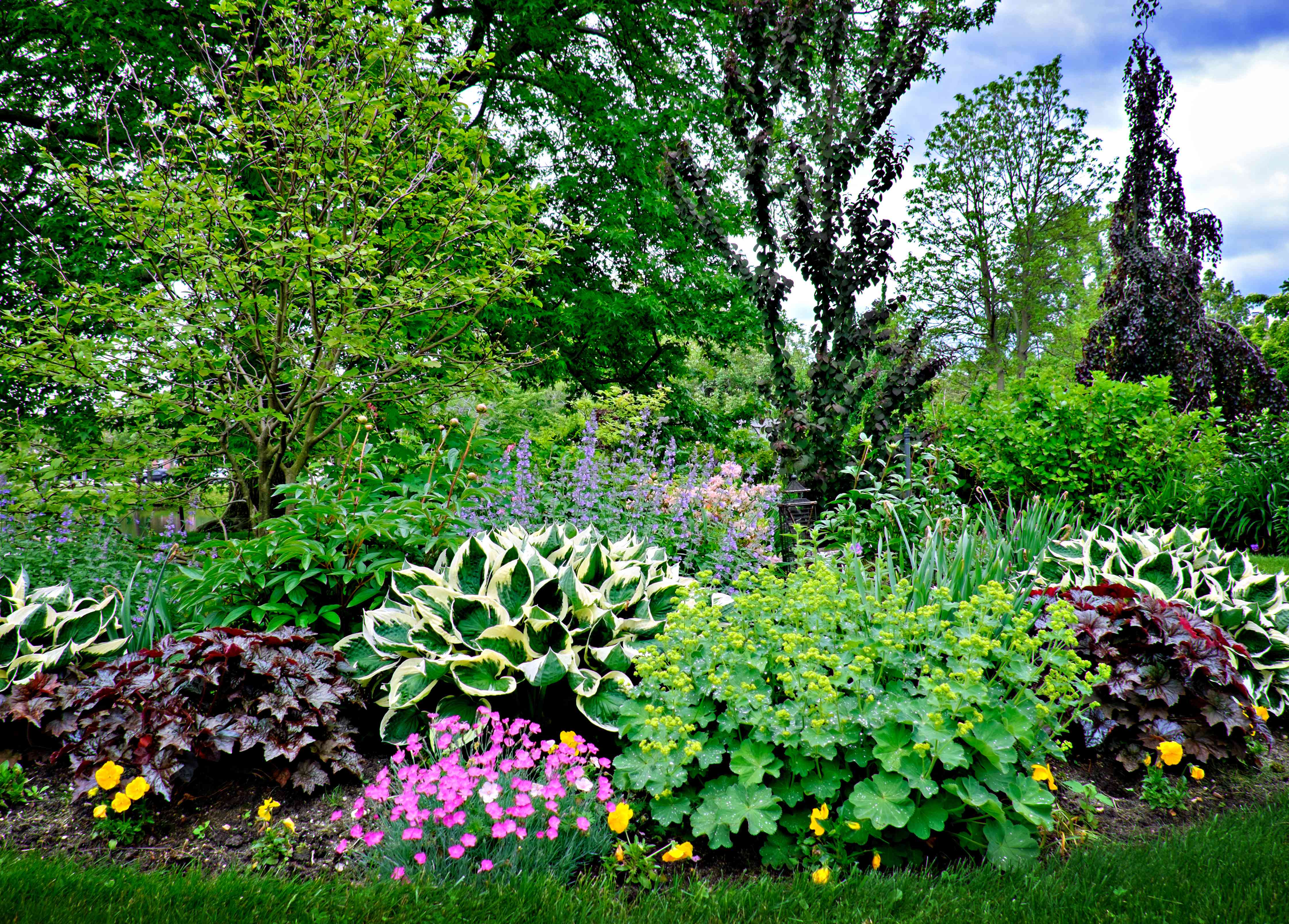 A real photograph of a shaded garden bed with bleeding heart blooming in spring beside hostas and ferns that will fill in later