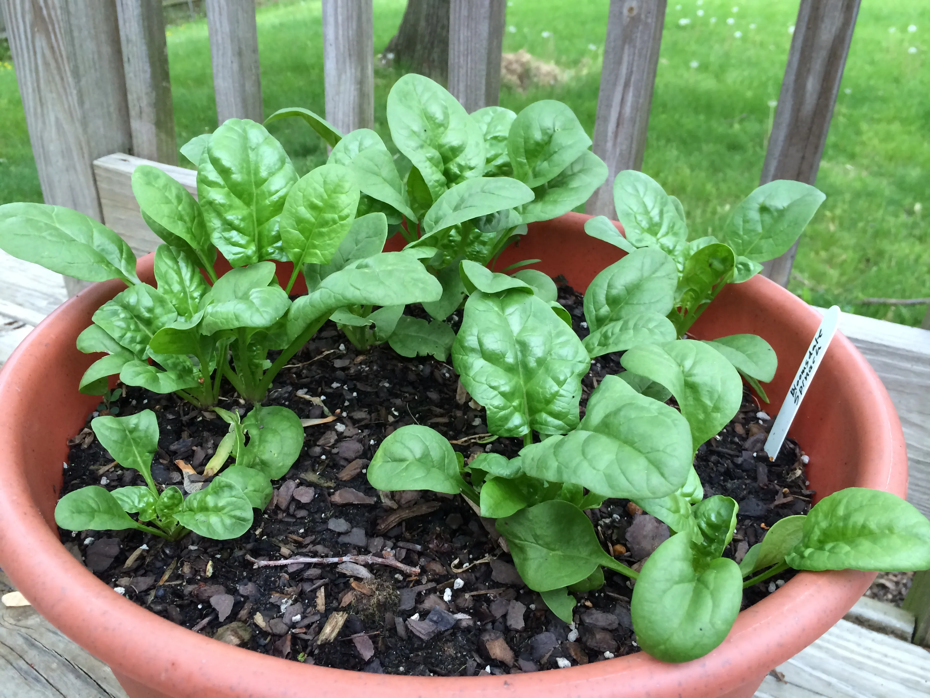 Featured image for How to Grow Spinach at Home