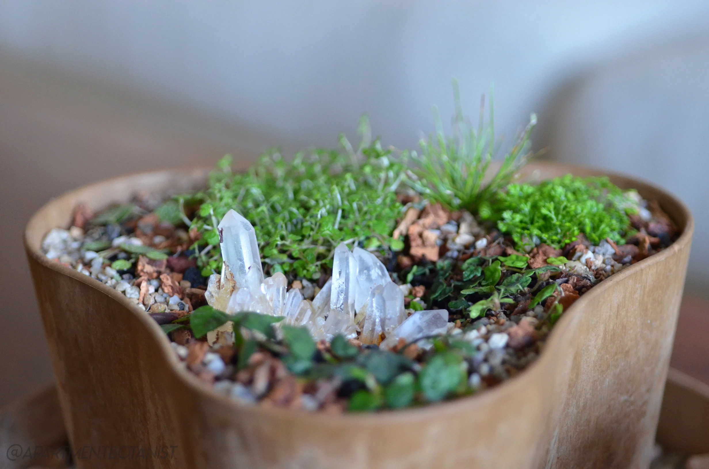 A real photograph of a small clear plastic orchid pot beside a fluffy pile of damp sphagnum moss on a wooden table near a window