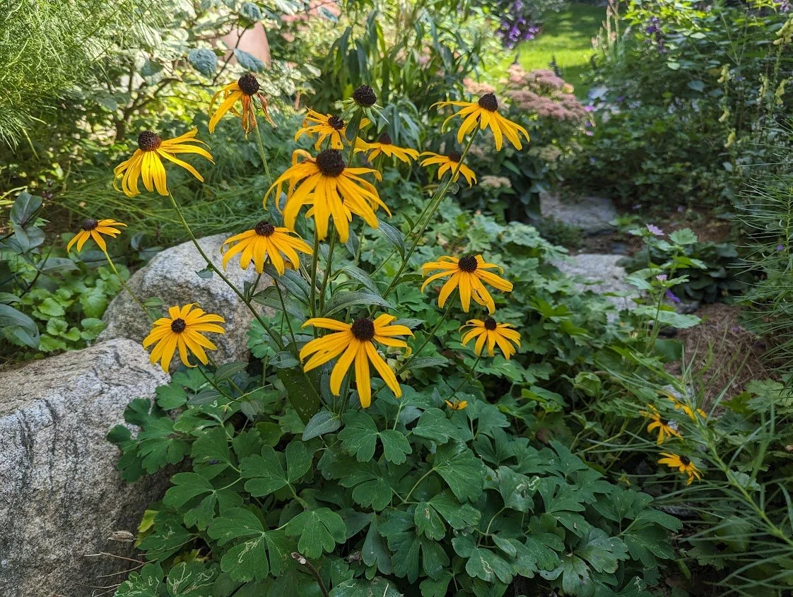 A real photograph of a sunny garden bed with black-eyed Susans growing in well-drained soil with a light mulch layer and other summer perennials